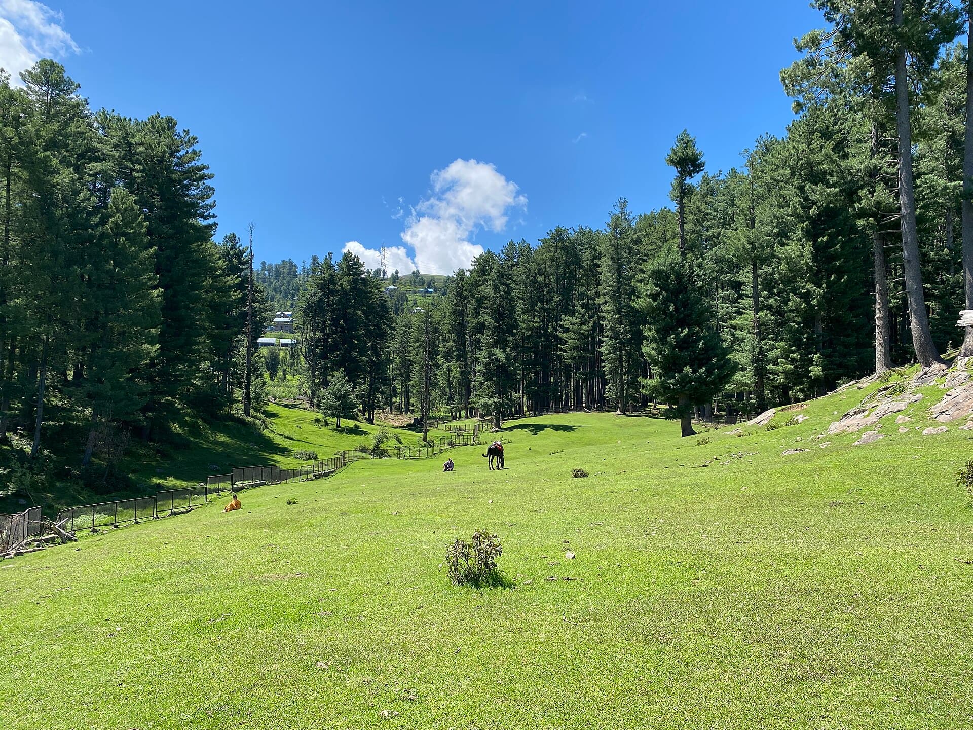 Sanasar meadow near Patnitop, Jammu